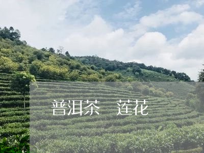 普洱茶 莲花/2023042842978